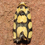 Emmelia guttifera